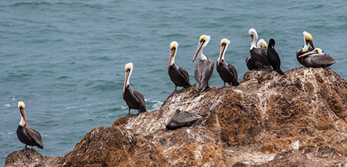 South Cape Mendo,_Pelicans at Black Sand Beach - photo copyright Kevin O'Connor  